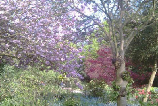 ストリータム・コモン